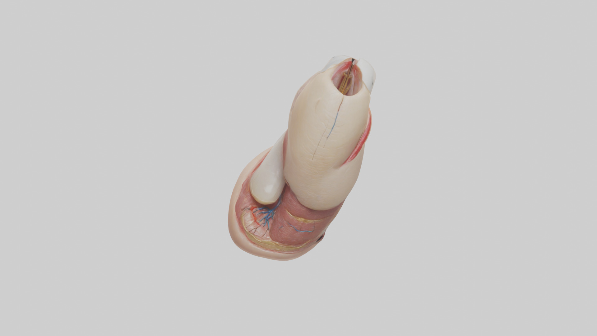 Human Nail Anatomy Model Low-poly 3D model_9