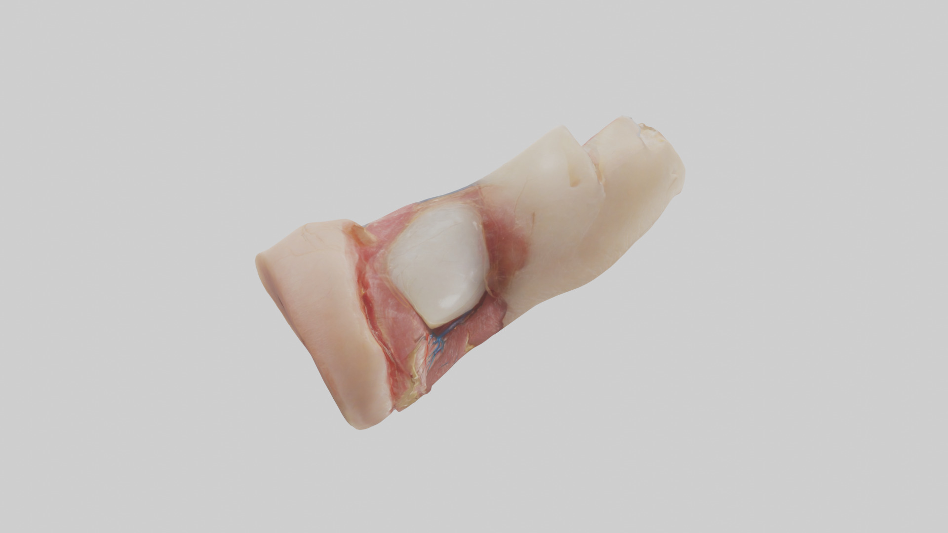 Human Nail Anatomy Model Low-poly 3D model_13