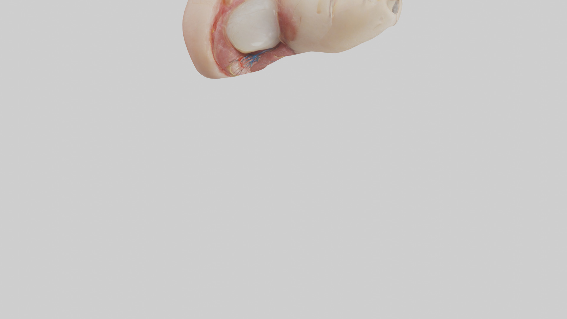 Human Nail Anatomy Model Low-poly 3D model_6