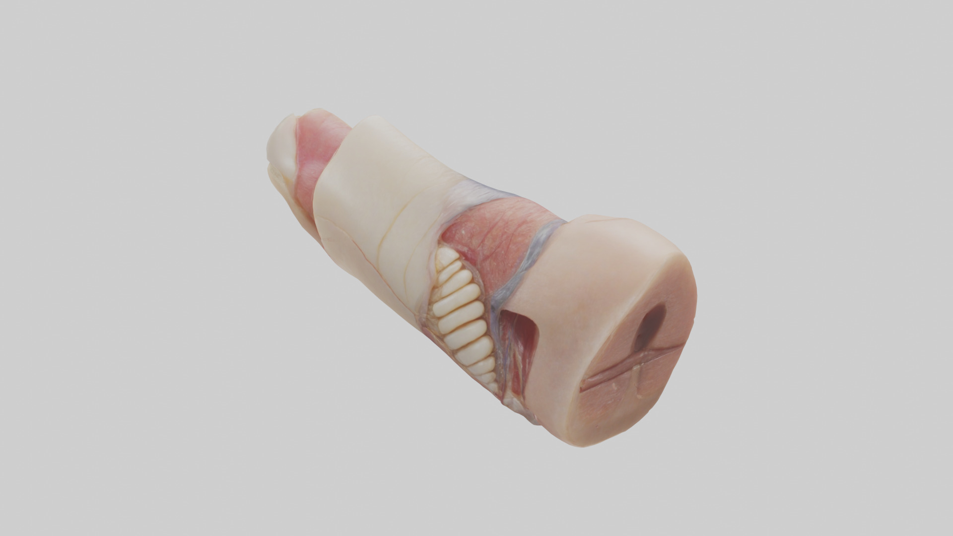Human Nail Anatomy Model Low-poly 3D model_1