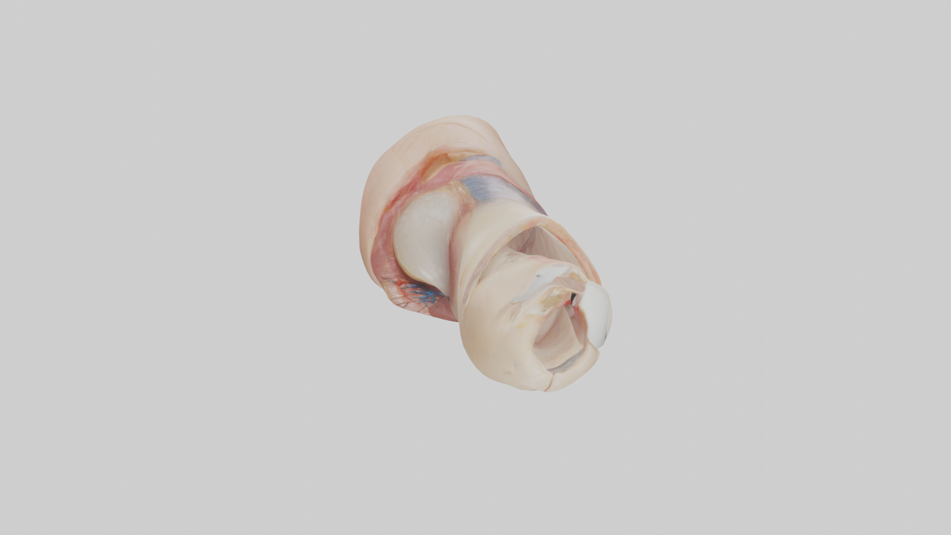 Human Nail Anatomy Model Low-poly 3D model_16