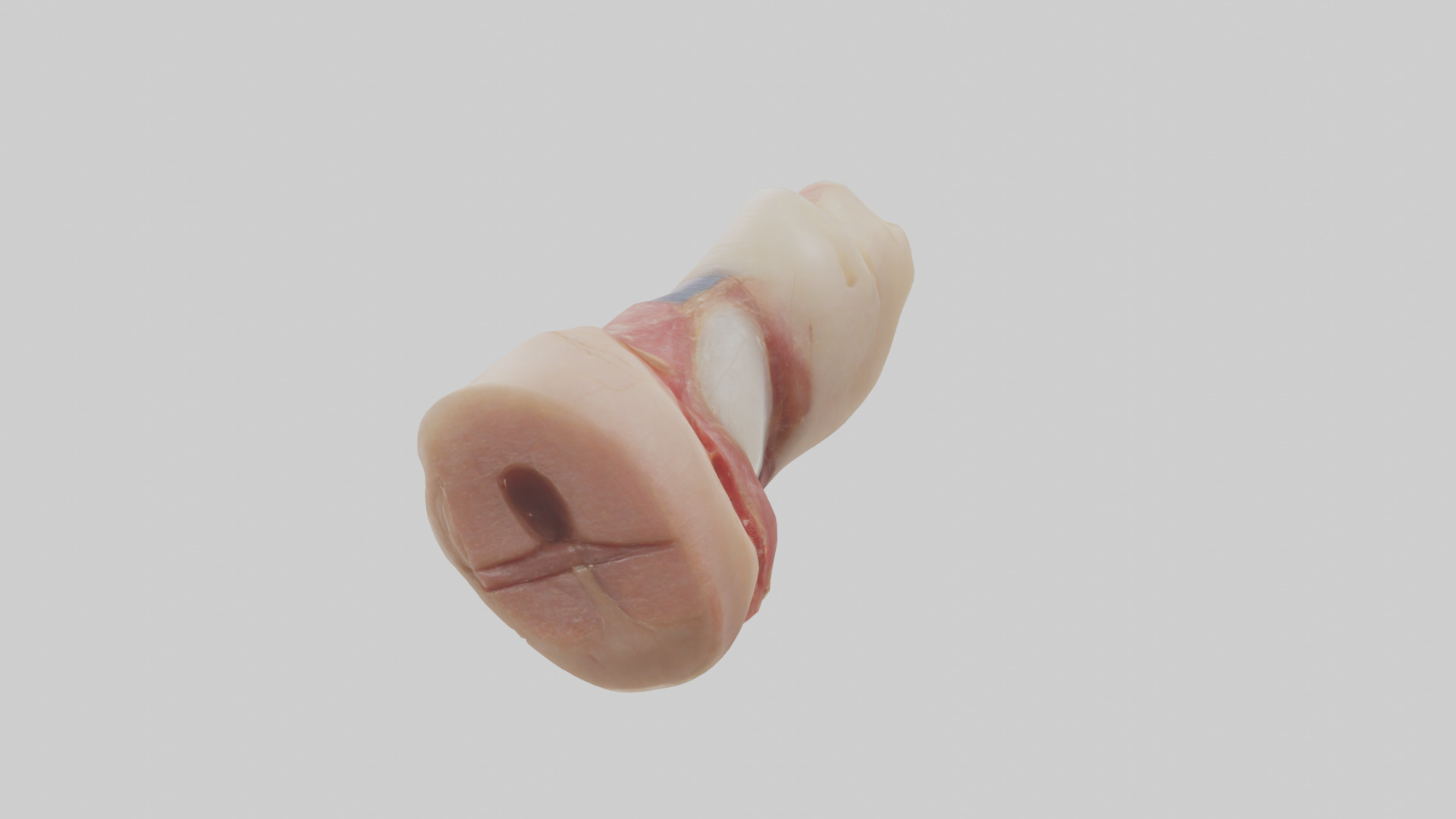Human Nail Anatomy Model Low-poly 3D model_2