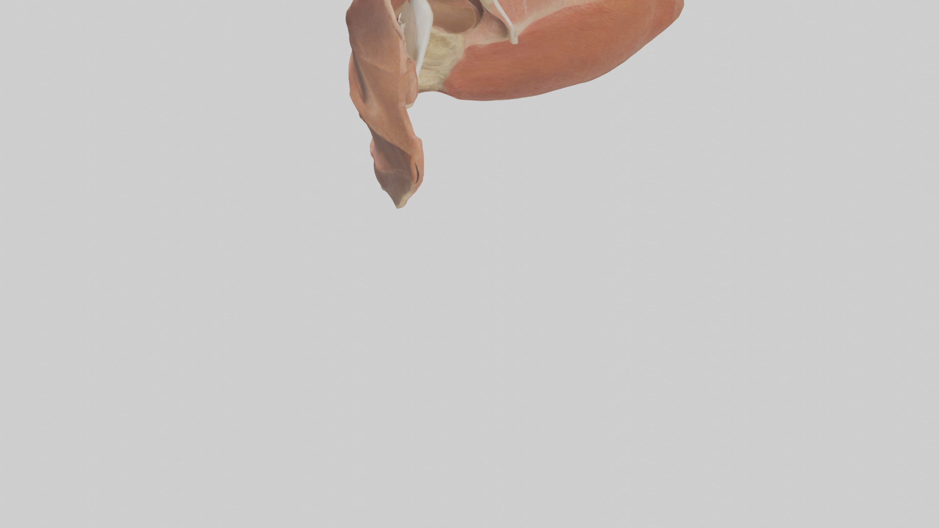 Human Nasal Cavity Model Low-poly 3D model_3