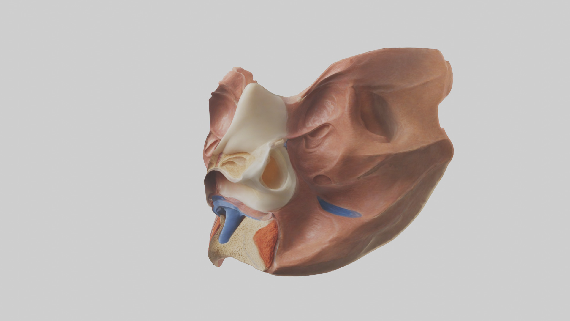 Human Nasal Cavity Model Low-poly 3D model_10