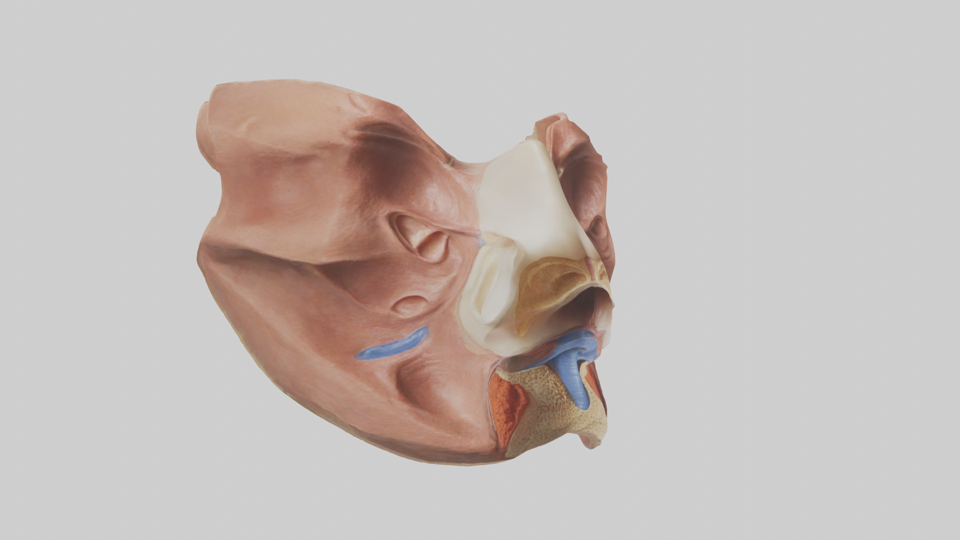 Human Nasal Cavity Model Low-poly 3D model_7
