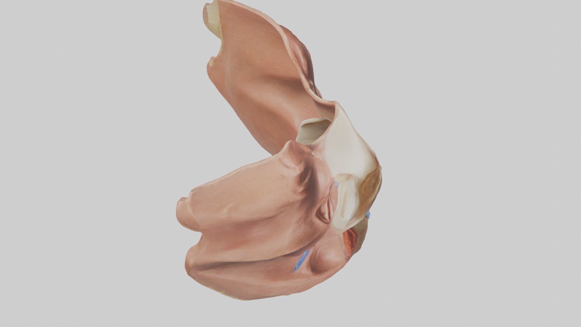 Human Nasal Cavity Model Low-poly 3D model_18
