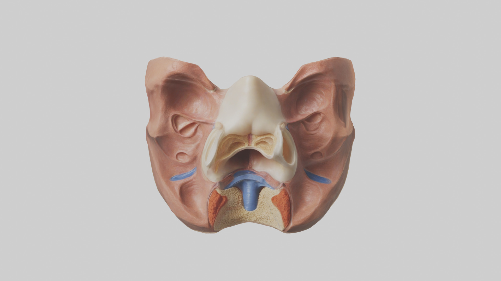 Human Nasal Cavity Model Low-poly 3D model_9
