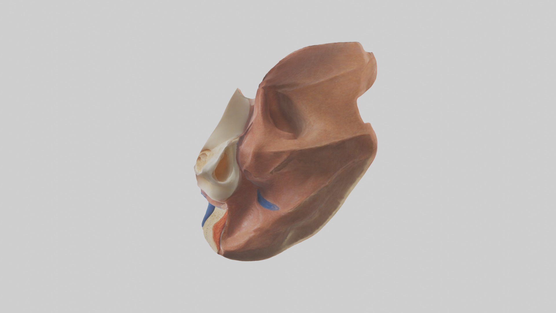 Human Nasal Cavity Model Low-poly 3D model_12