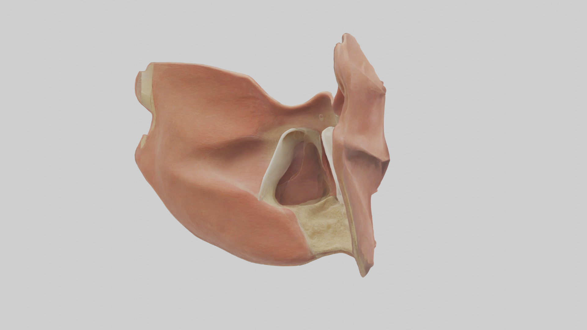 Human Nasal Cavity Model Low-poly 3D model_2