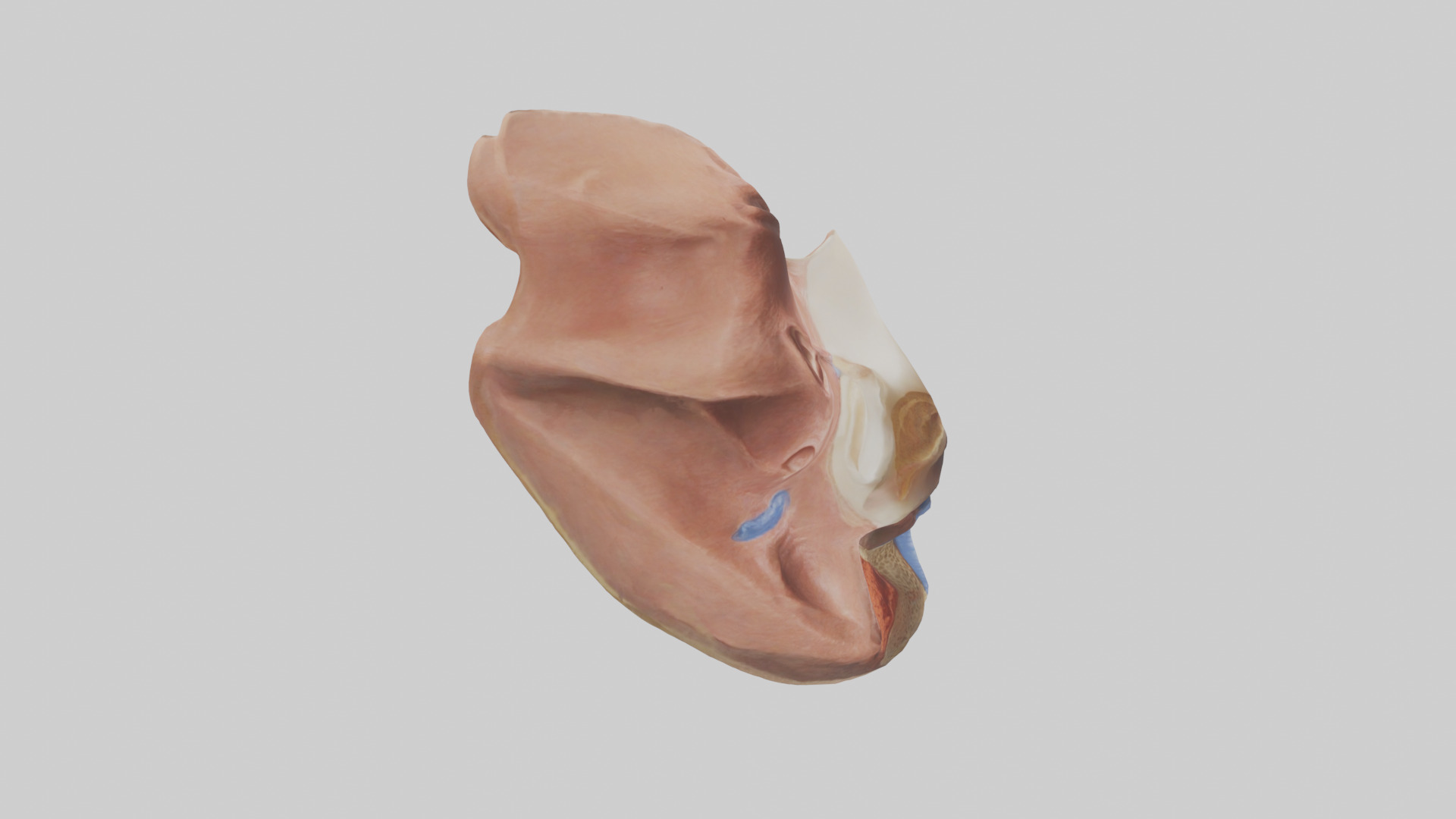 Human Nasal Cavity Model Low-poly 3D model_13