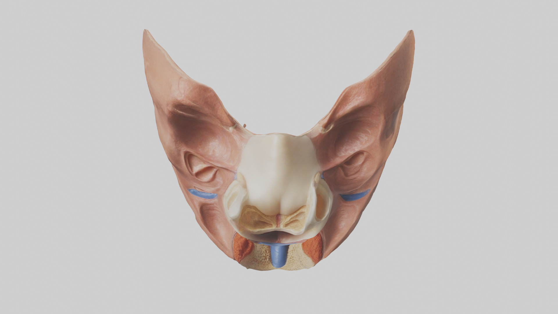 Human Nasal Cavity Model Low-poly 3D model_16
