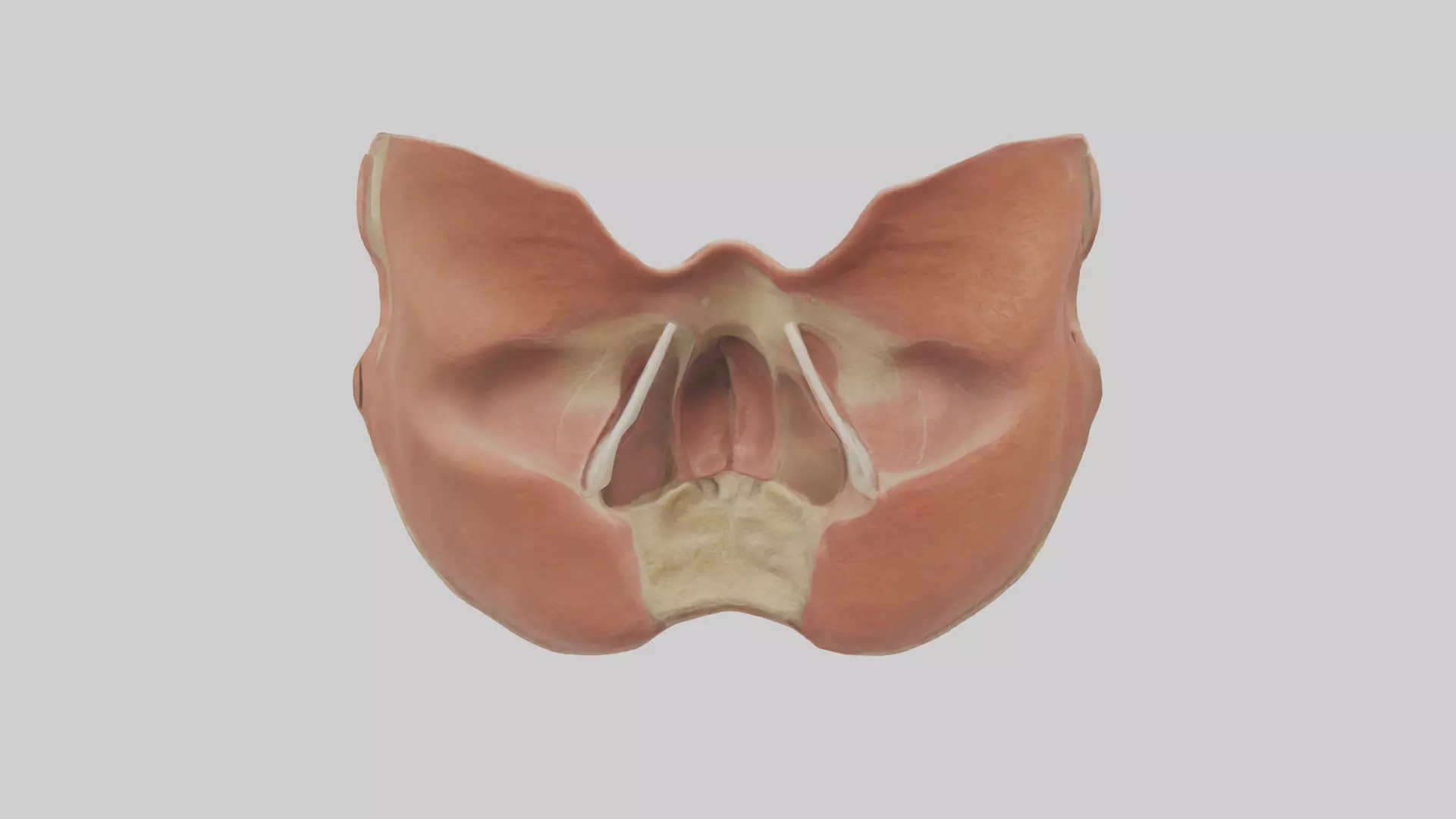 Human Nasal Cavity Model Low-poly 3D model_0