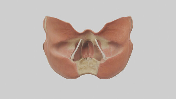 Human Nasal Cavity Model Low-poly 3D model