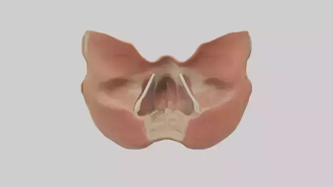 Human Nasal Cavity Model Low-poly 3D model