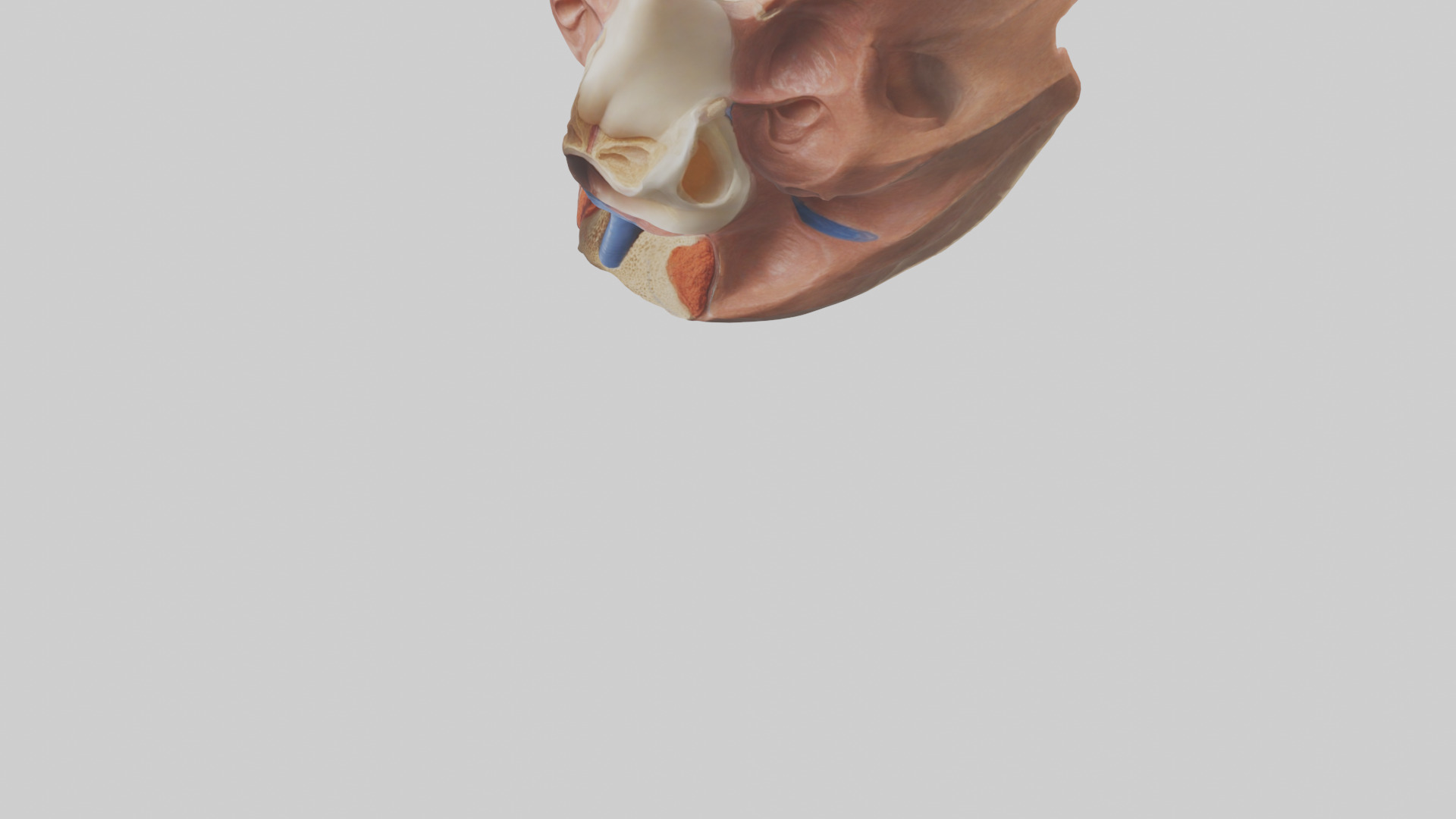 Human Nasal Cavity Model Low-poly 3D model_5