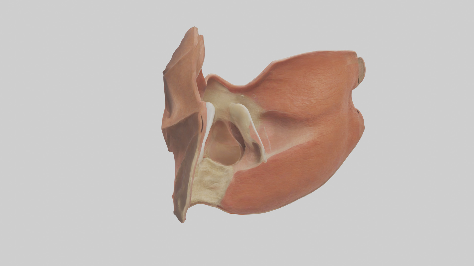 Human Nasal Cavity Model Low-poly 3D model_1