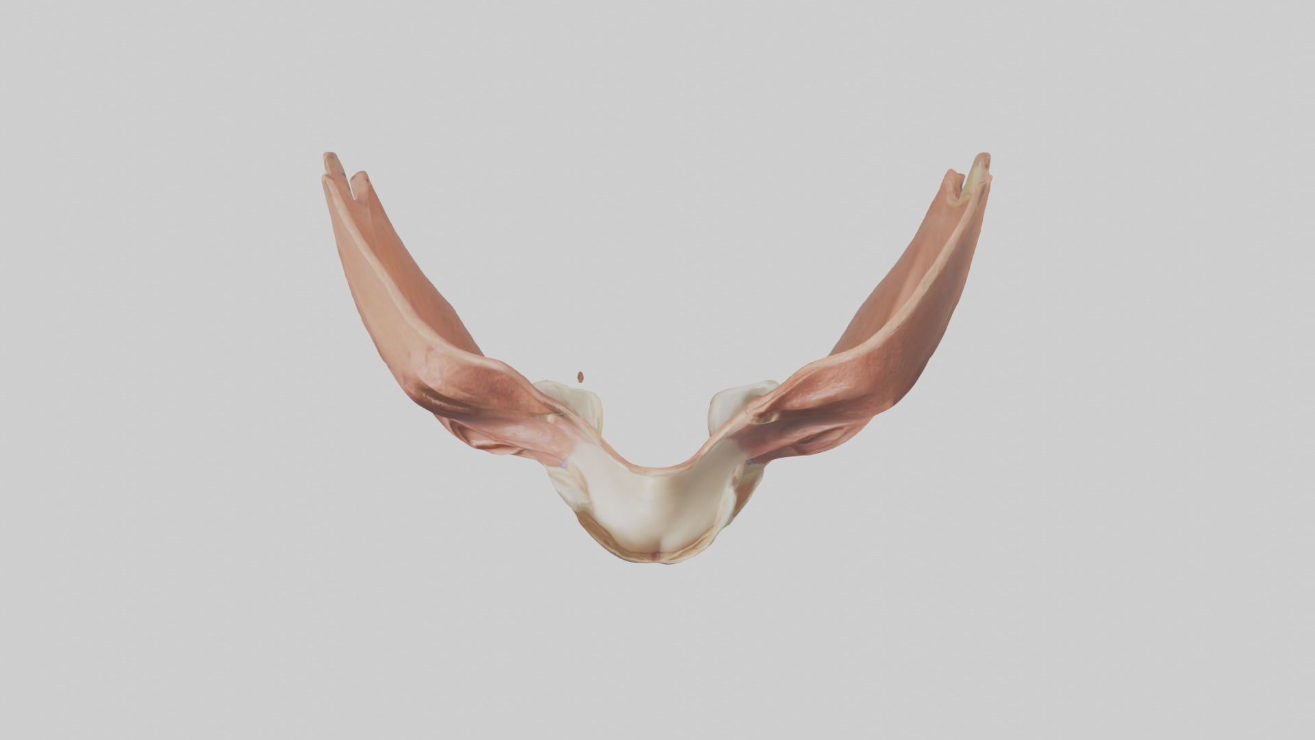 Human Nasal Cavity Model Low-poly 3D model_14