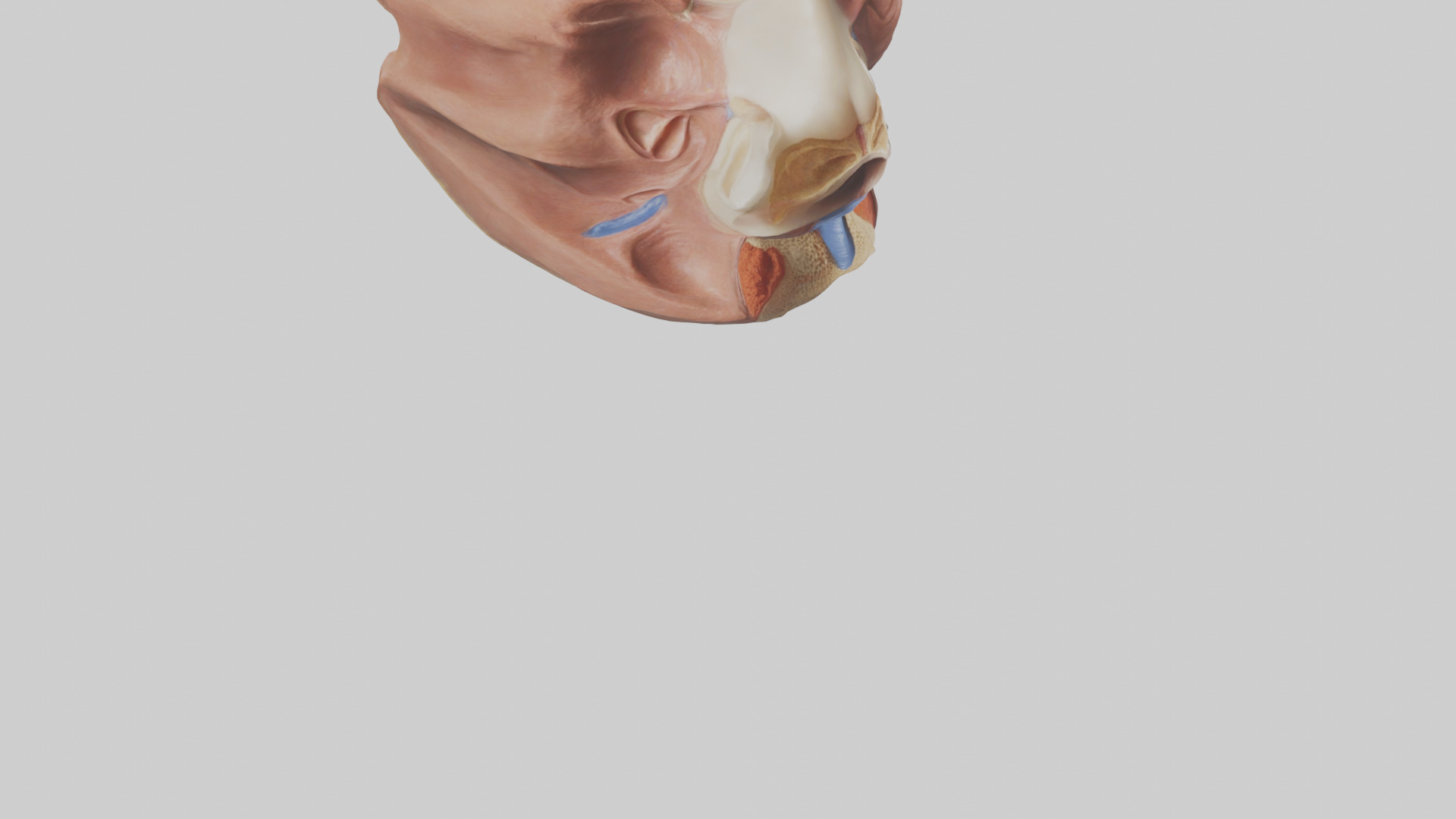 Human Nasal Cavity Model Low-poly 3D model_6