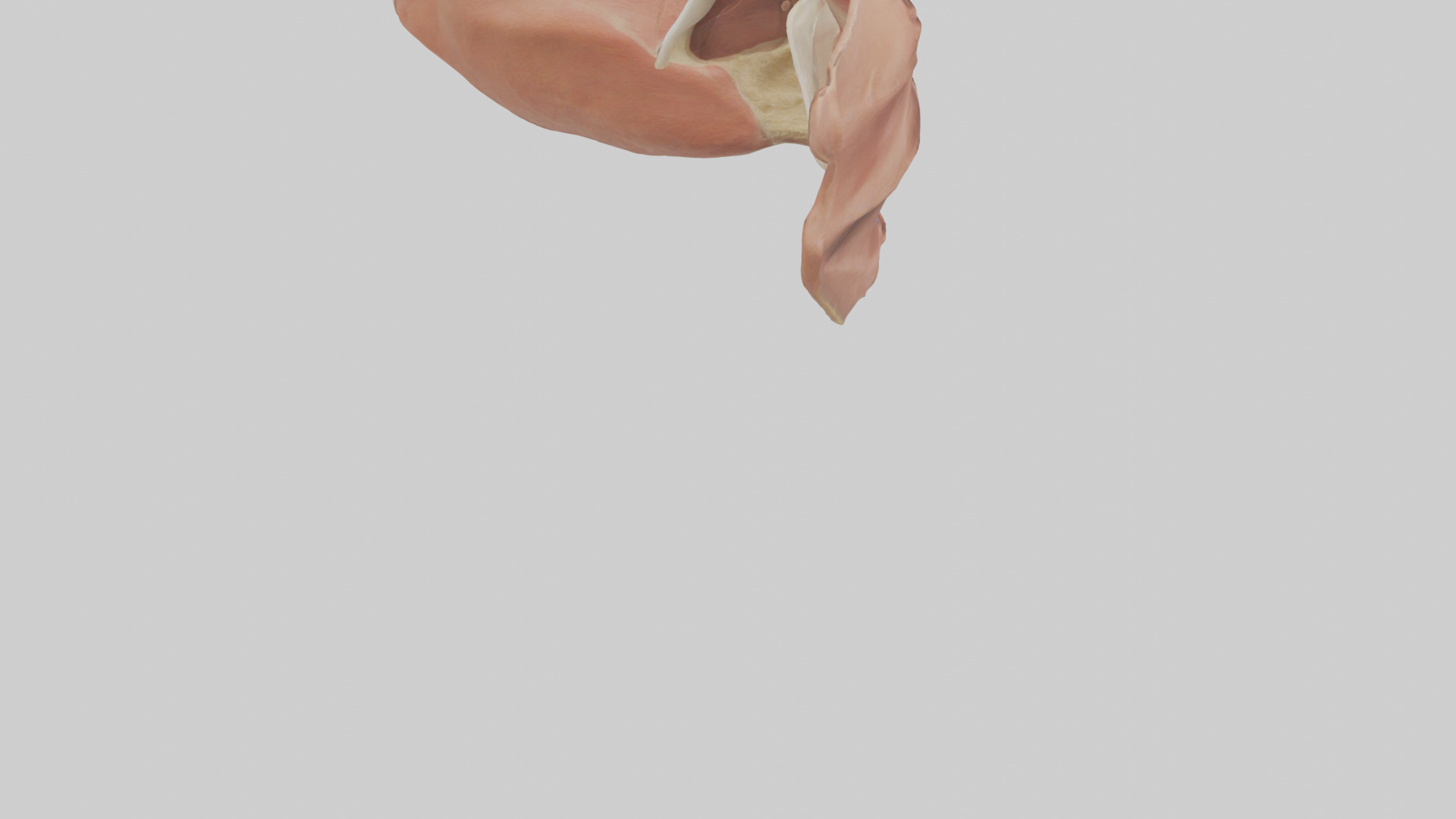 Human Nasal Cavity Model Low-poly 3D model_4
