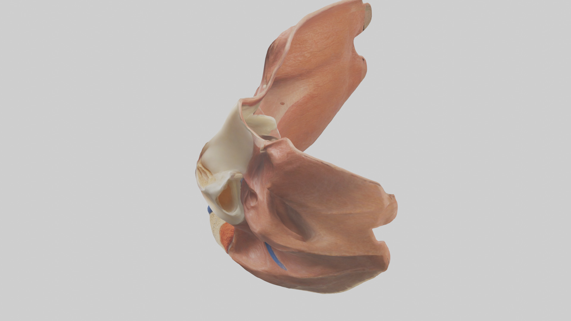 Human Nasal Cavity Model Low-poly 3D model_17