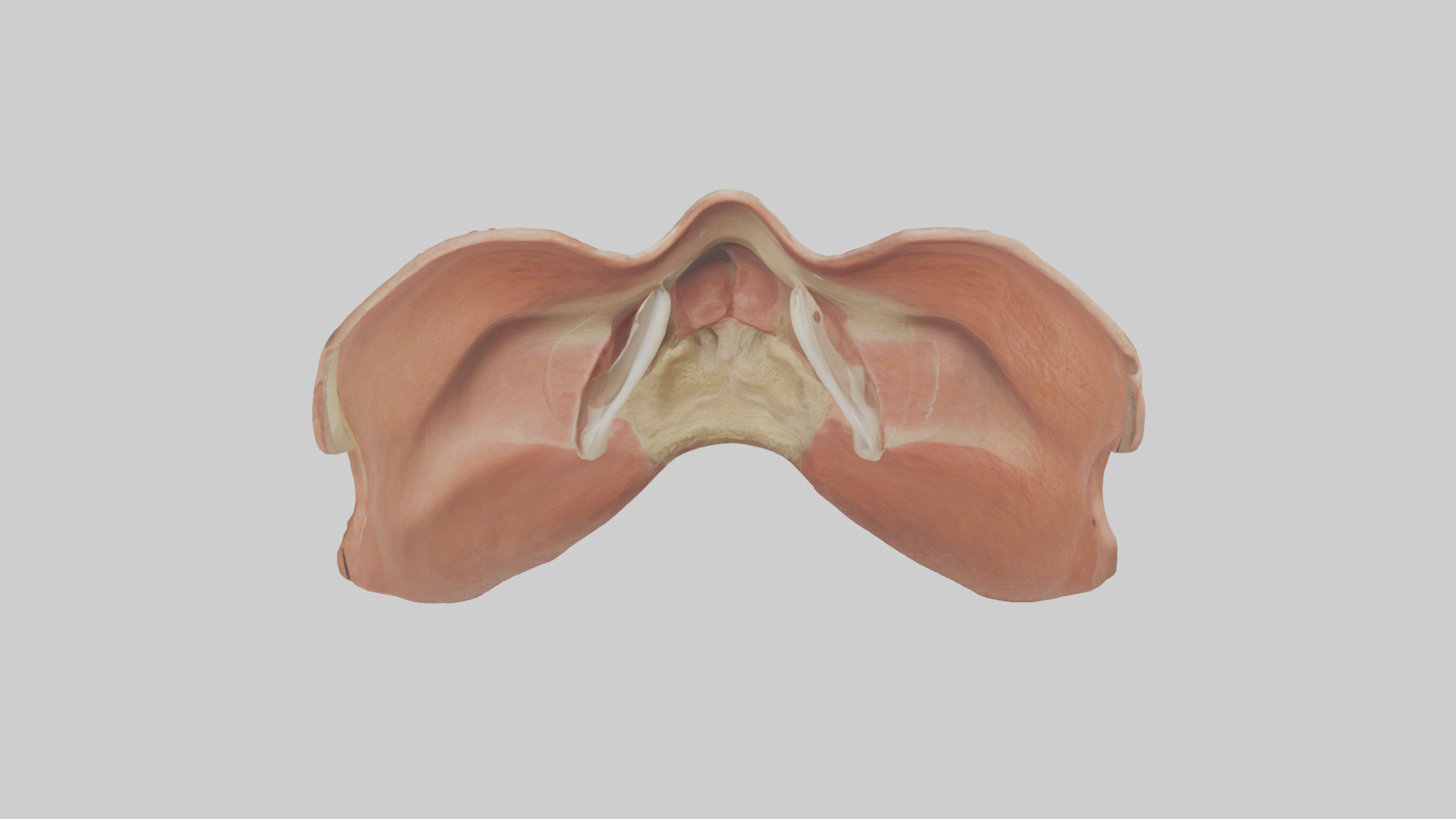 Human Nasal Cavity Model Low-poly 3D model_15