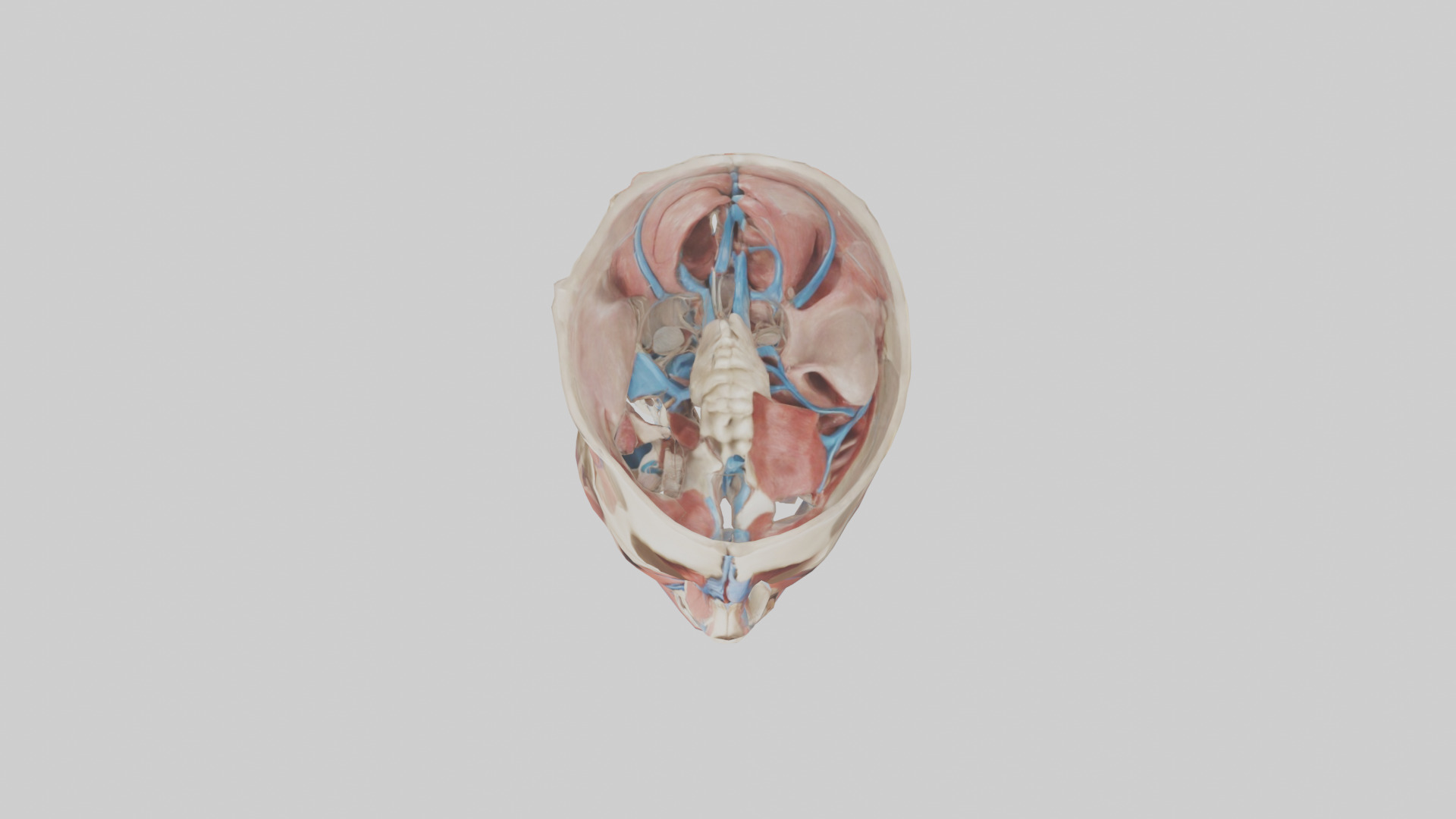 Human Neck Anatomy Model Low-poly 3D model_14
