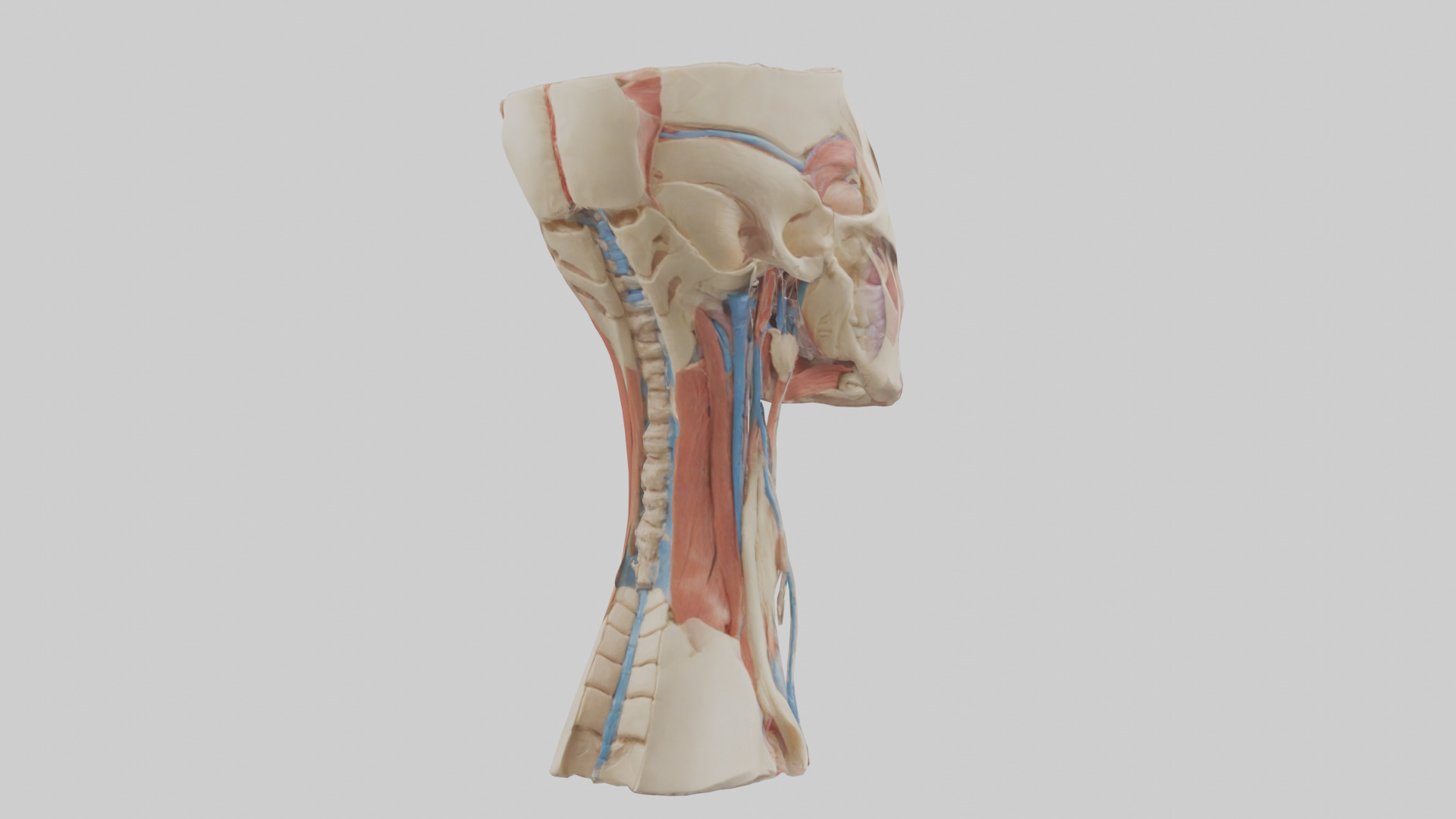 Human Neck Anatomy Model Low-poly 3D model_2