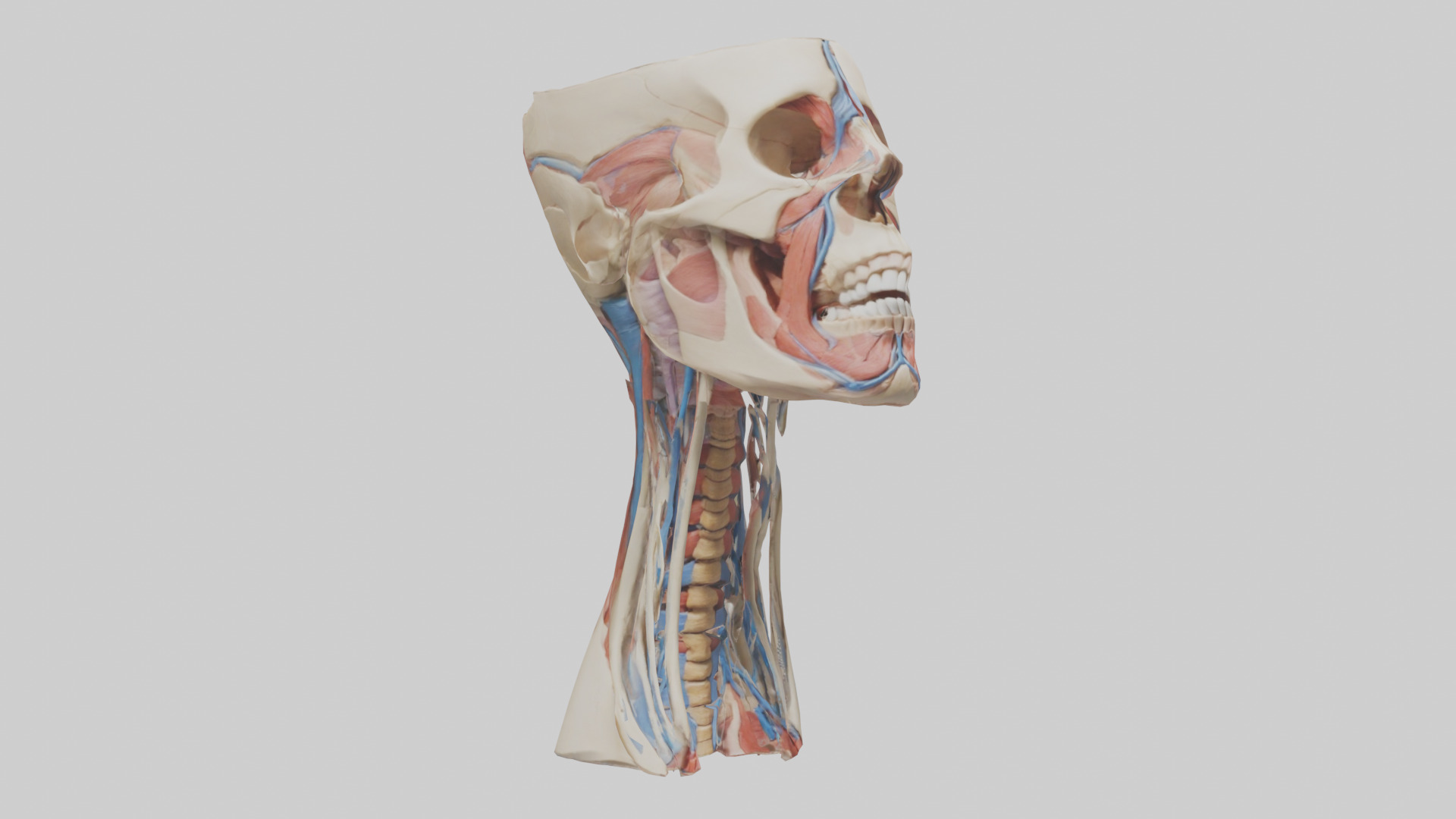 Human Neck Anatomy Model Low-poly 3D model_7