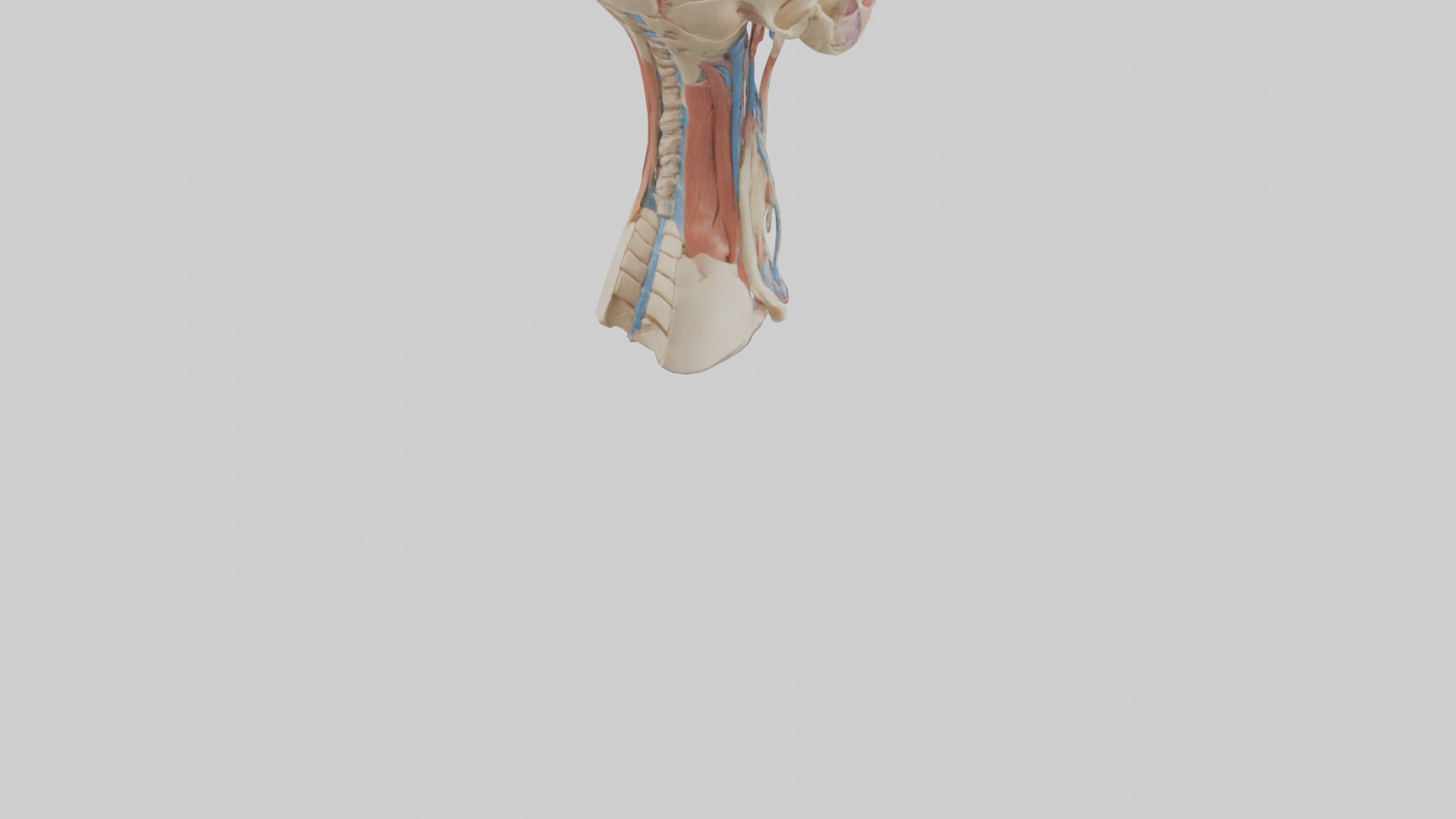 Human Neck Anatomy Model Low-poly 3D model_4