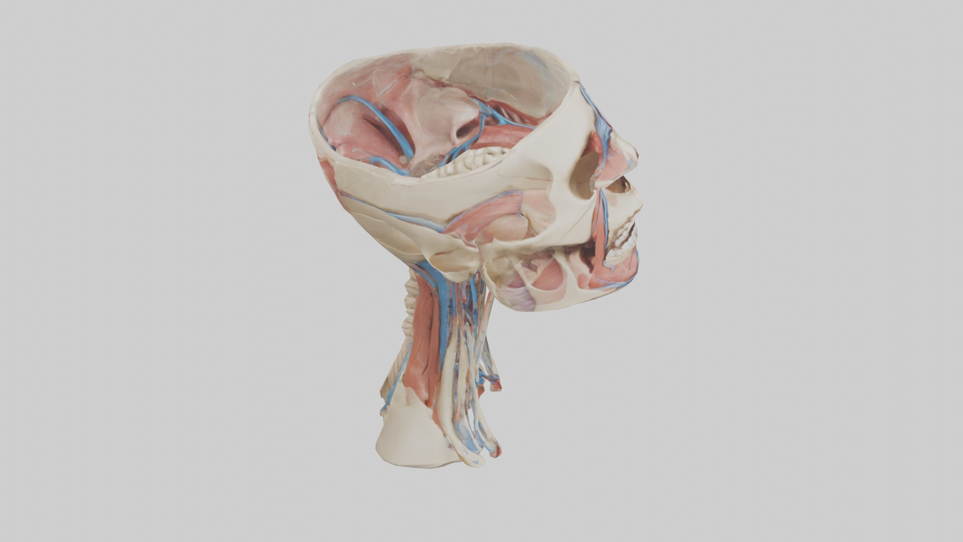 Human Neck Anatomy Model Low-poly 3D model_18