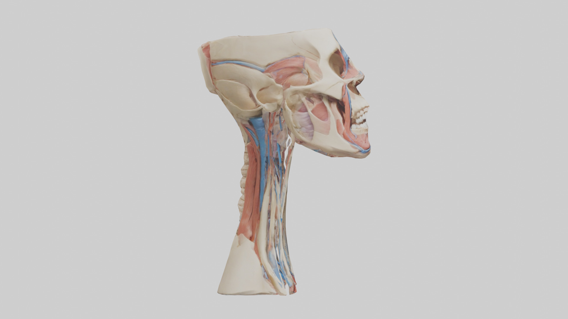 Human Neck Anatomy Model Low-poly 3D model_13