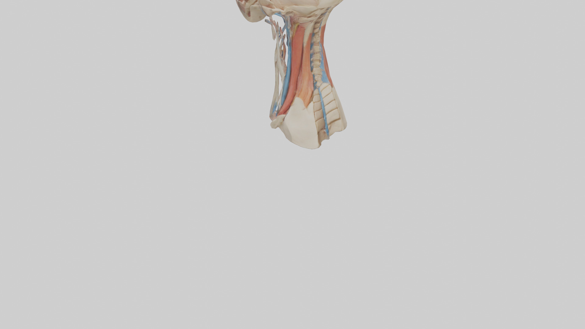 Human Neck Anatomy Model Low-poly 3D model_3