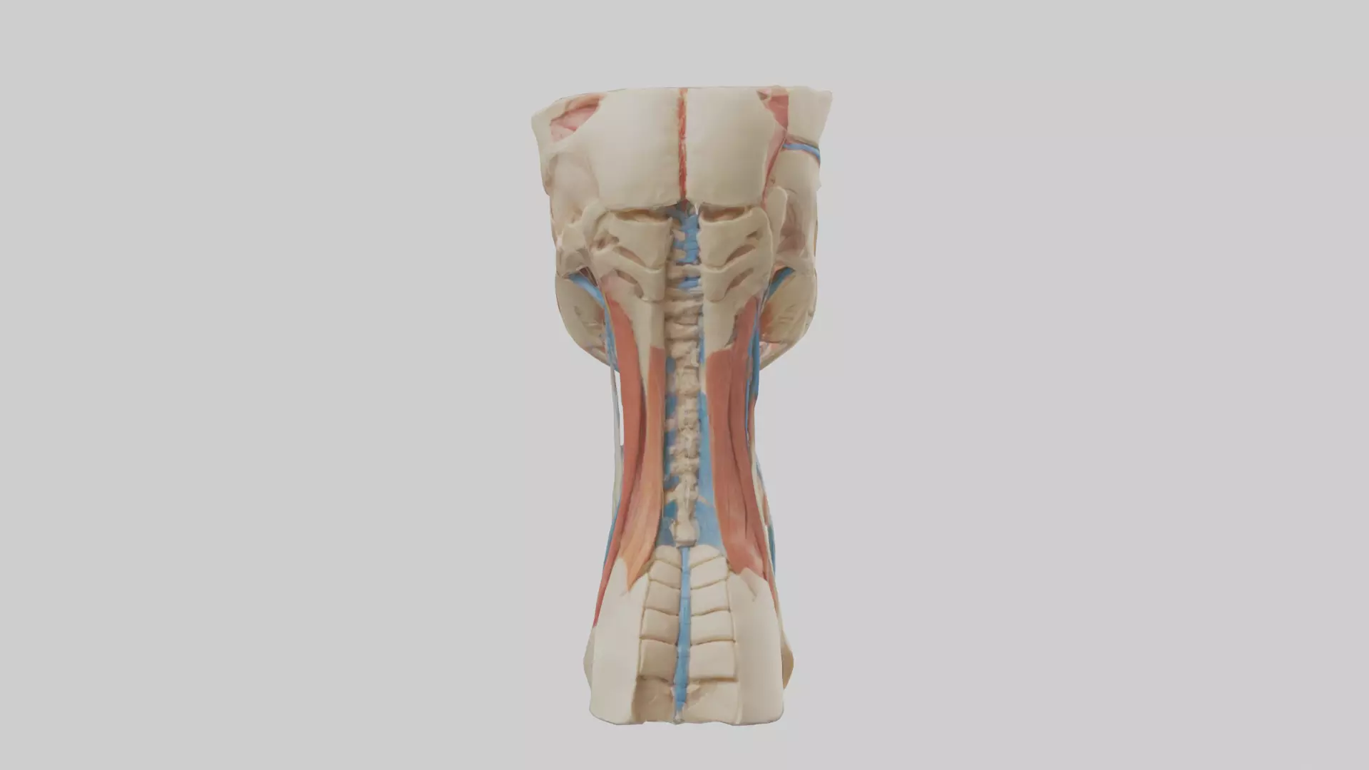 Human Neck Anatomy Model Low-poly 3D model_0