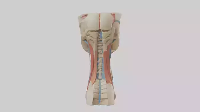 Human Neck Anatomy Model