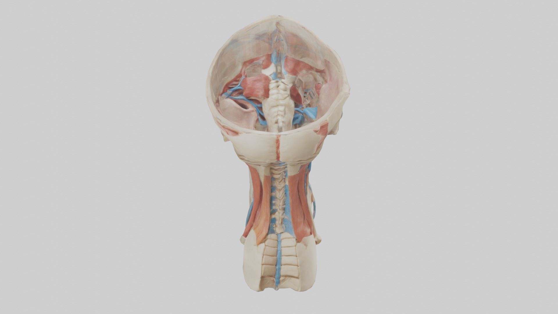 Human Neck Anatomy Model Low-poly 3D model_15