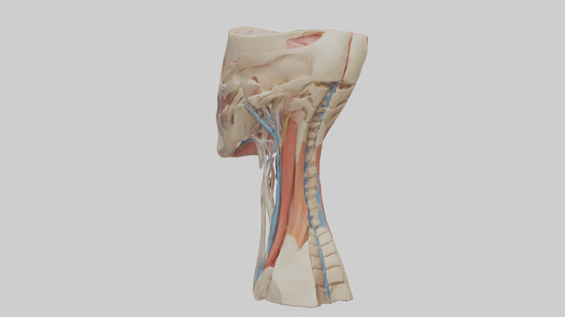 Human Neck Anatomy Model Low-poly 3D model_1
