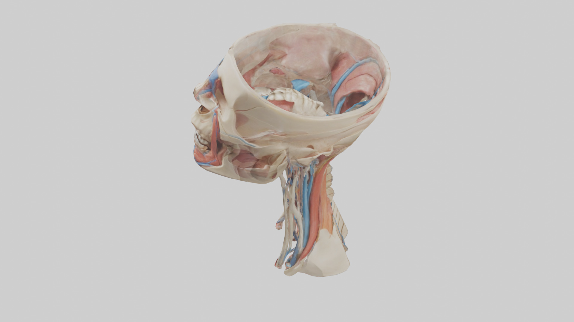 Human Neck Anatomy Model Low-poly 3D model_17