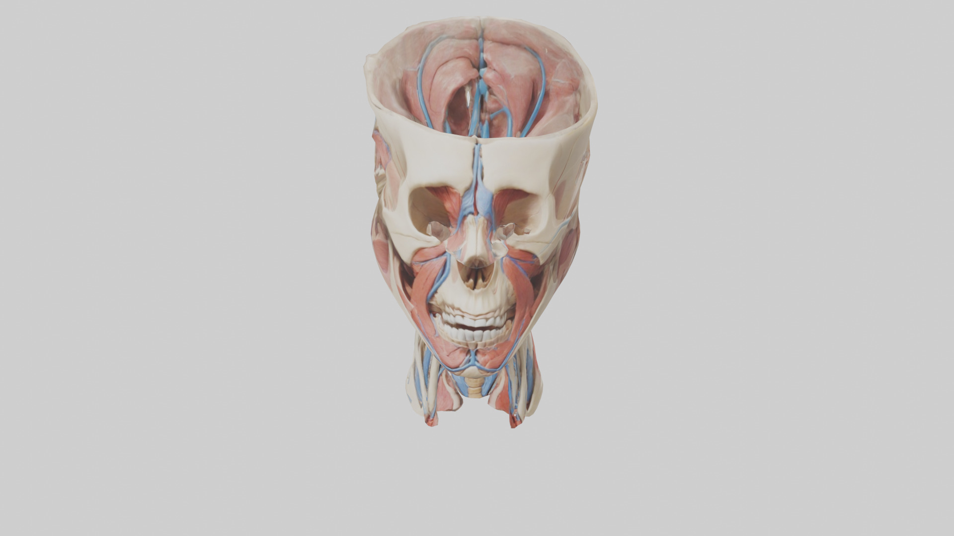 Human Neck Anatomy Model Low-poly 3D model_16