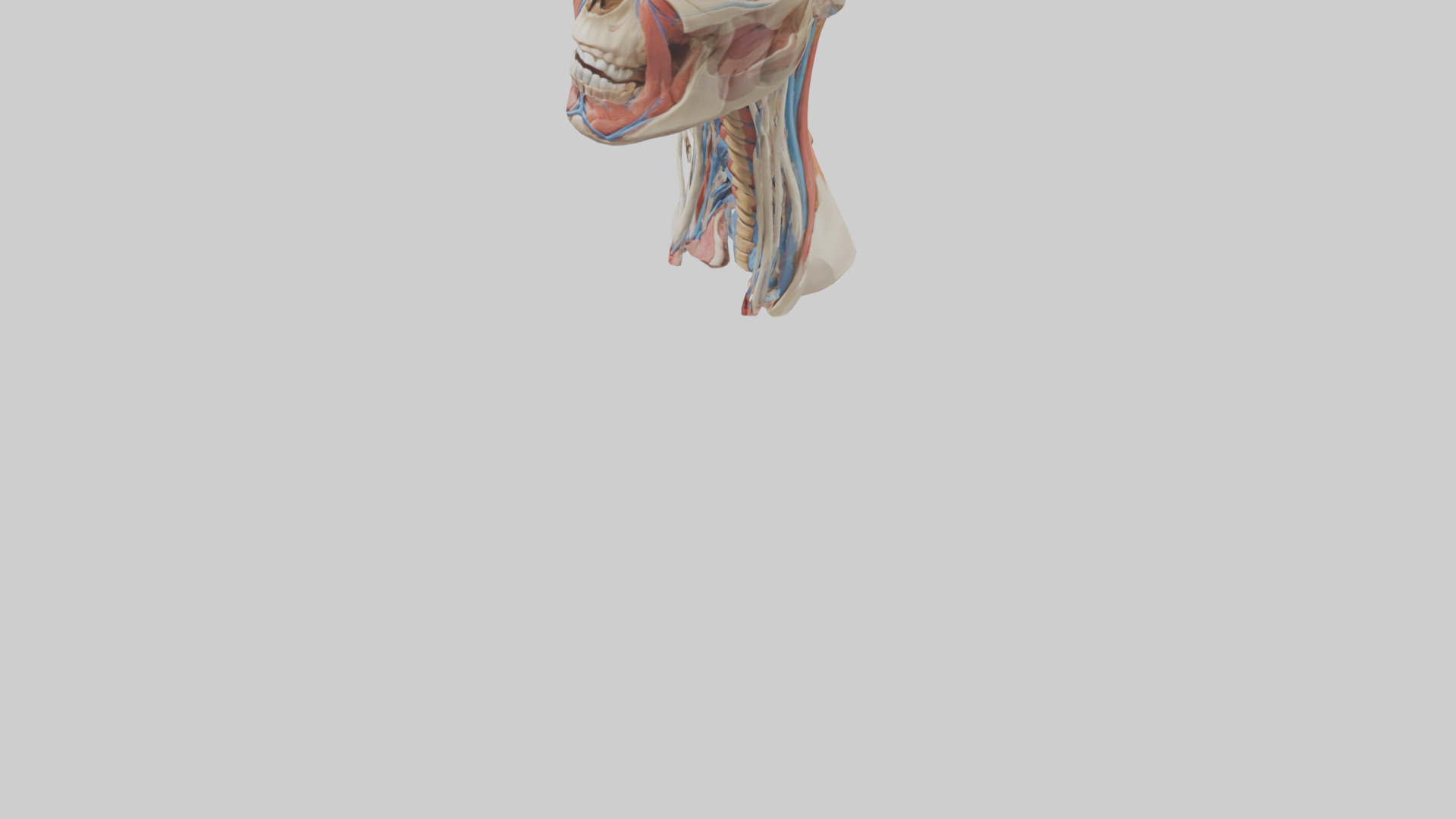 Human Neck Anatomy Model Low-poly 3D model_5