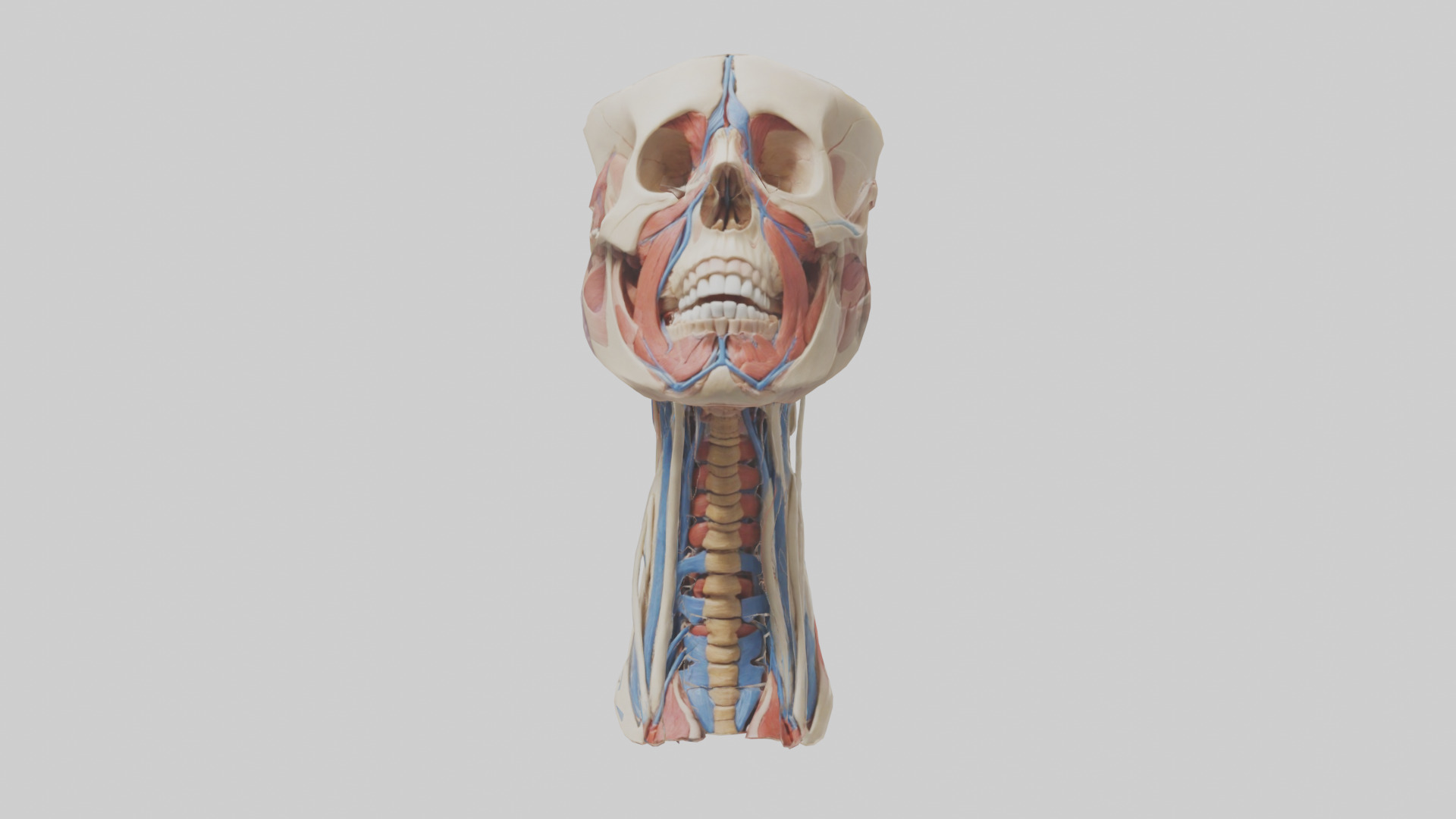Human Neck Anatomy Model Low-poly 3D model_9