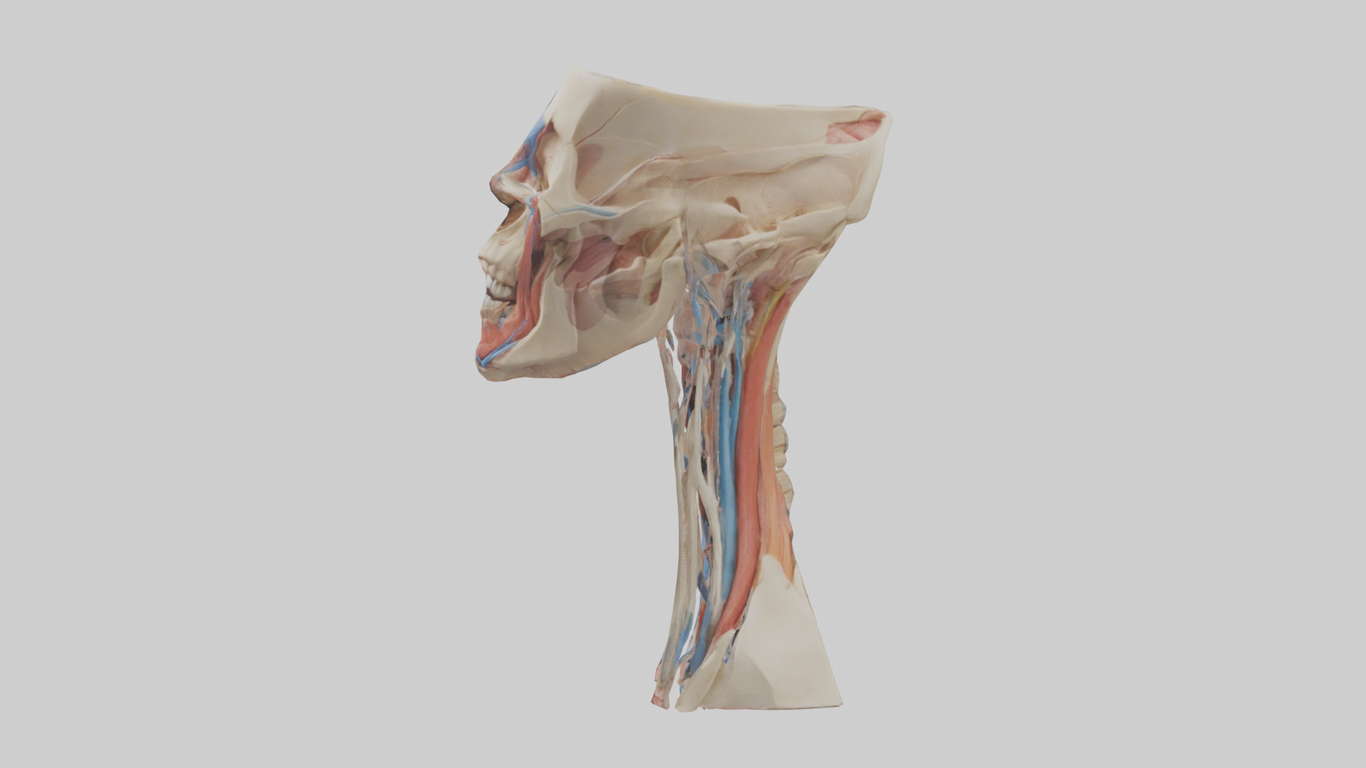 Human Neck Anatomy Model Low-poly 3D model_12