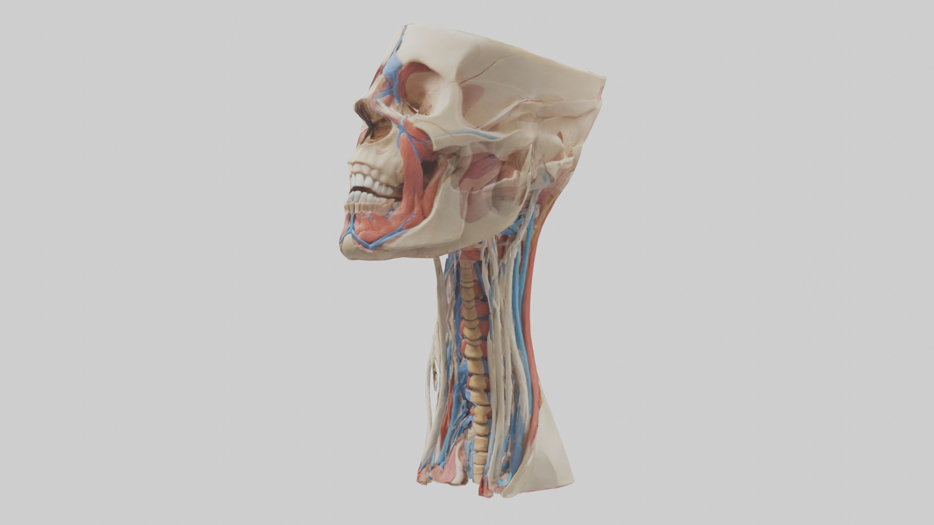 Human Neck Anatomy Model Low-poly 3D model_10