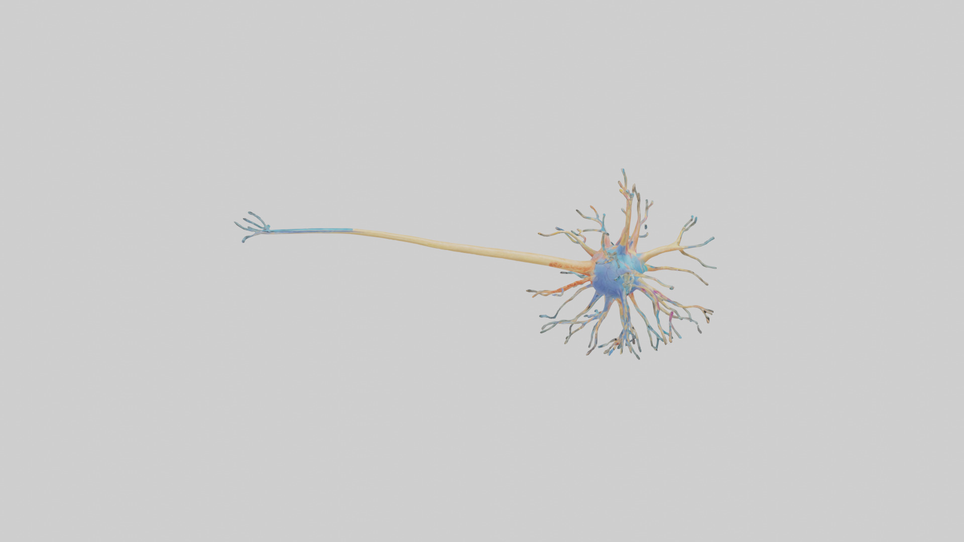 Human Nerve Cells Model Low-poly 3D model_15