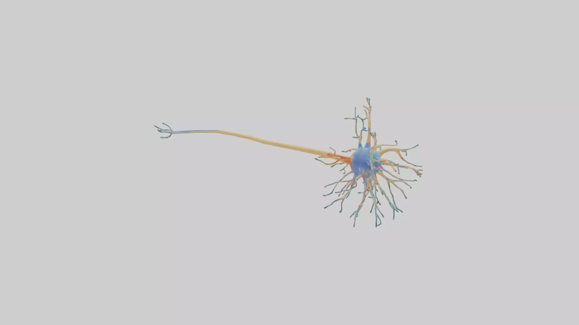 Human Nerve Cells Model Low-poly 3D model_0