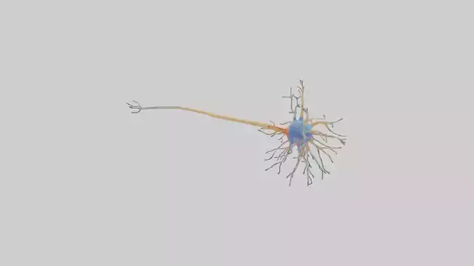 Human Nerve Cells Model