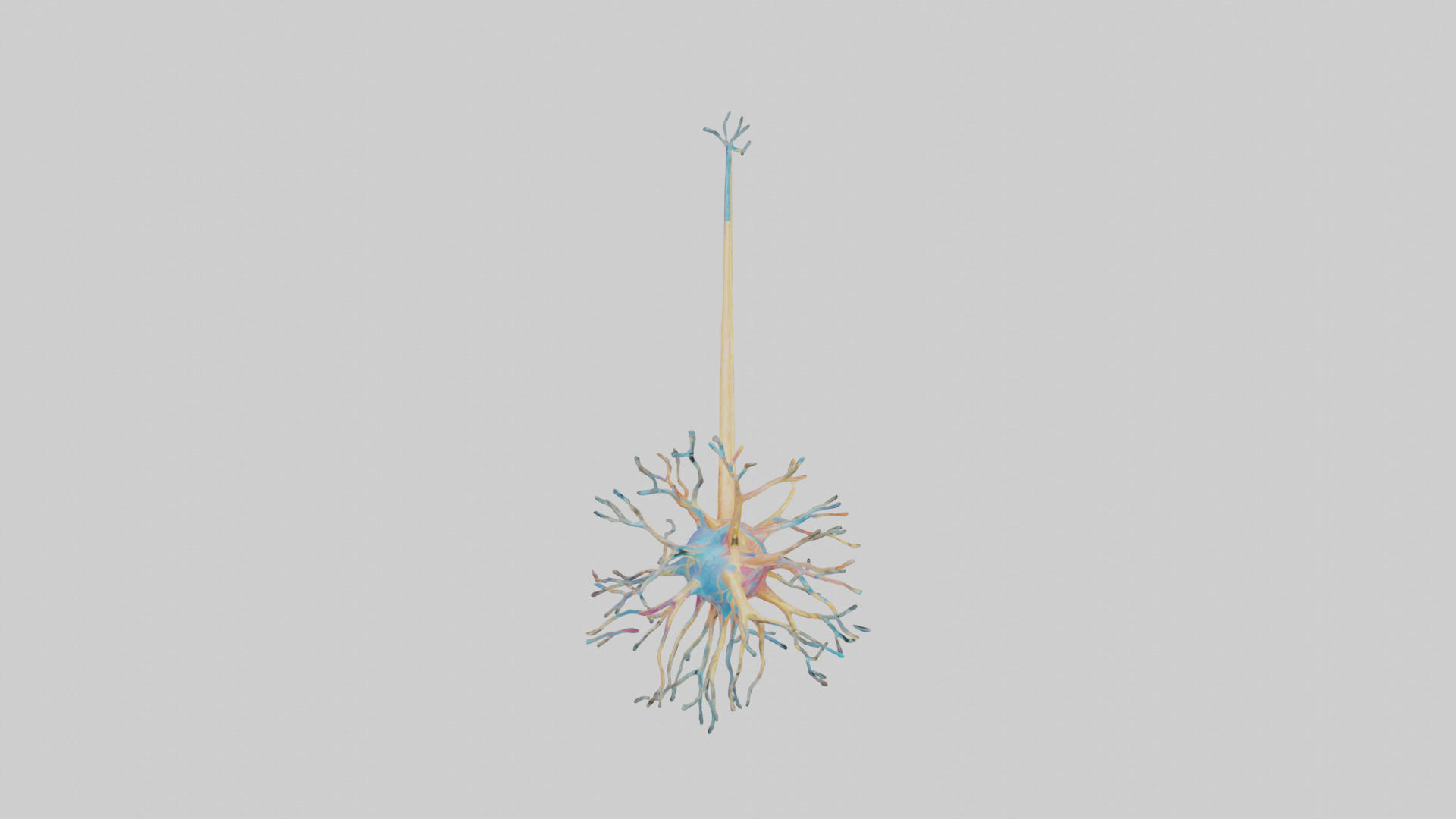 Human Nerve Cells Model Low-poly 3D model_18