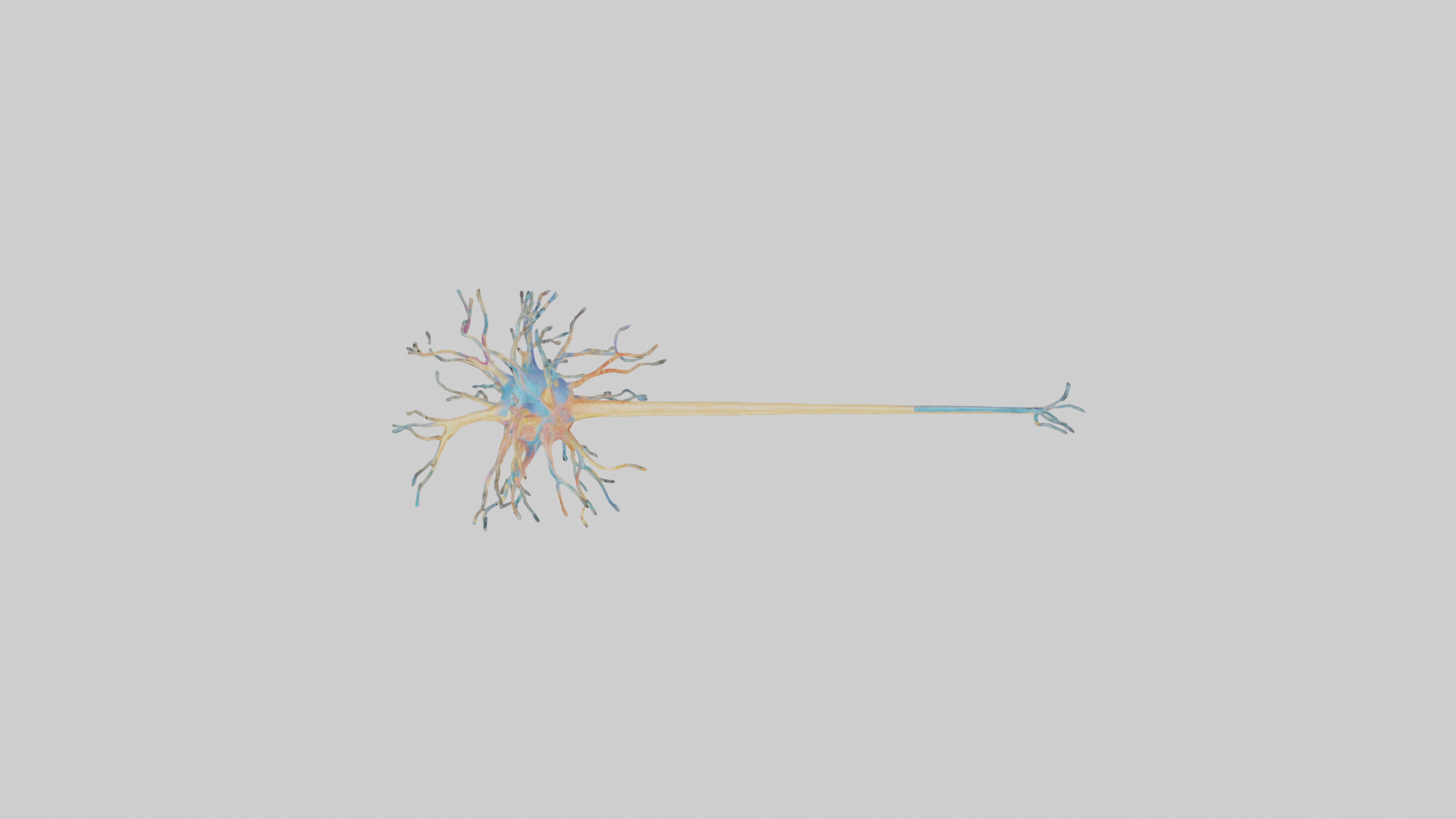 Human Nerve Cells Model Low-poly 3D model_14