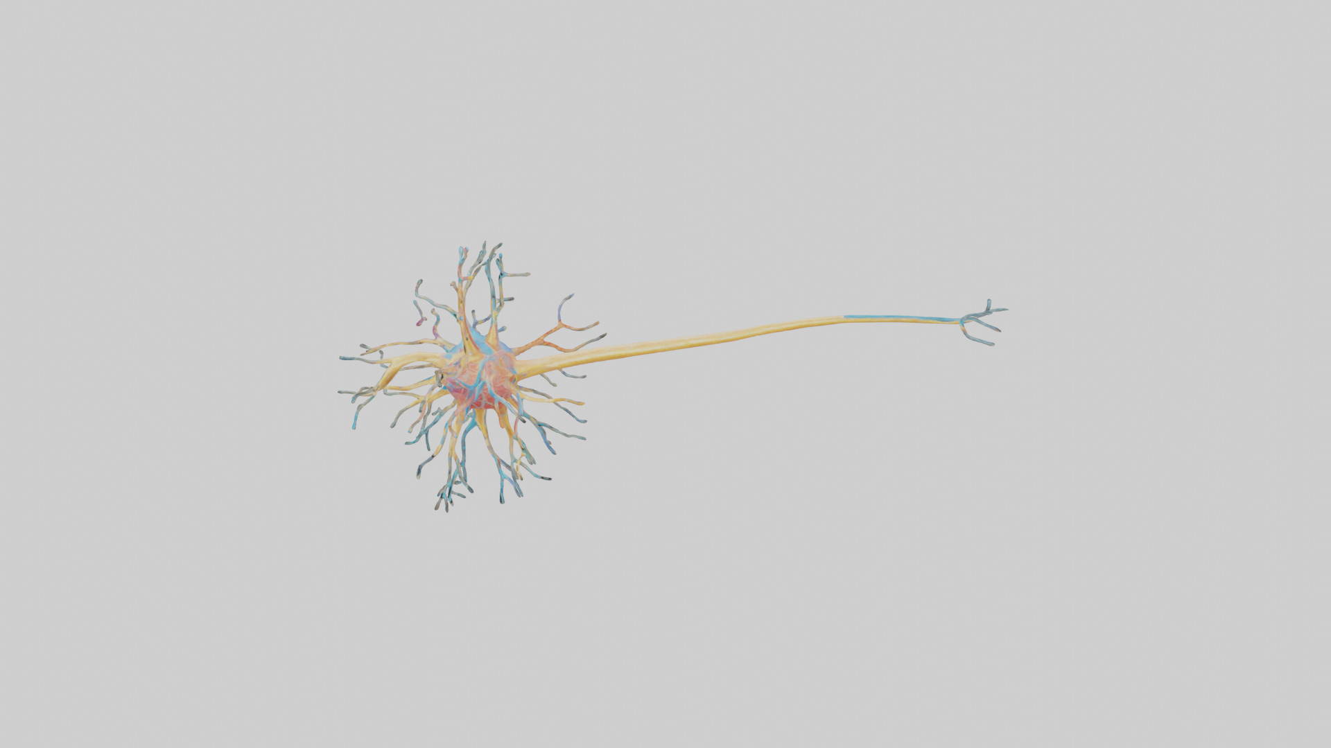 Human Nerve Cells Model Low-poly 3D model_16