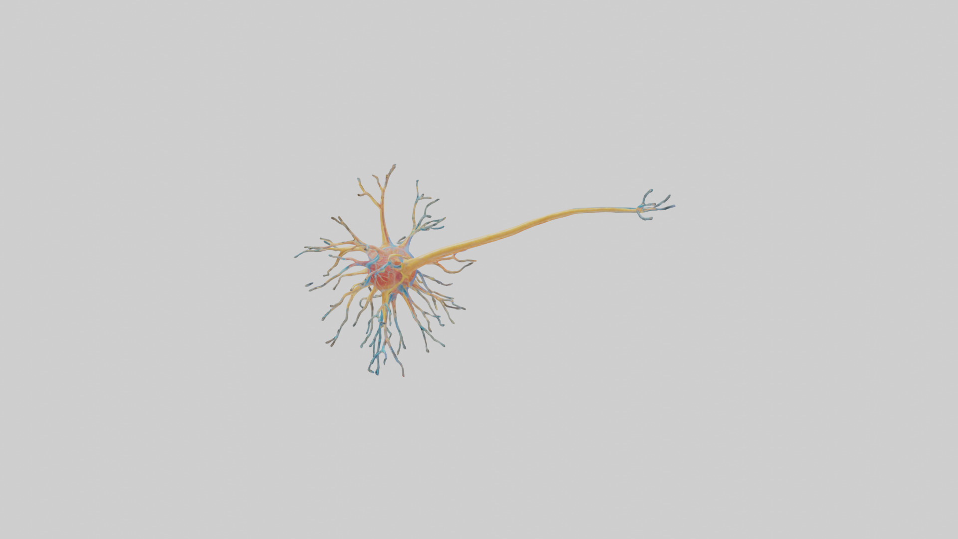 Human Nerve Cells Model Low-poly 3D model_10