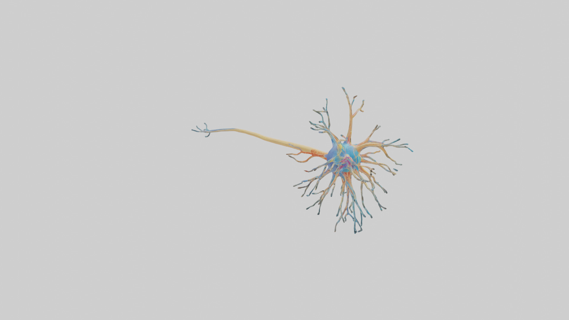 Human Nerve Cells Model Low-poly 3D model_2